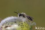 roodscheenzandbij (andrena ruficrus)