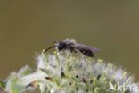 roodscheenzandbij (andrena ruficrus)