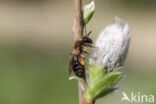 roodscheenzandbij (andrena ruficrus)