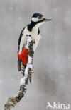 Great Spotted Woodpecker (Dendrocopos major)