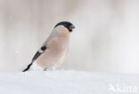 Eurasian Bullfinch (Pyrrhula pyrrhula)