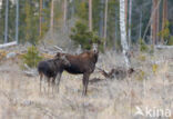 Elk (Alces alces)