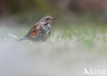 Redwing (Turdus iliacus)