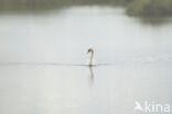 Knobbelzwaan (Cygnus olor)