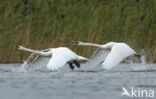 Knobbelzwaan (Cygnus olor)