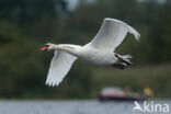 Knobbelzwaan (Cygnus olor)