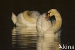 Mute Swan (Cygnus olor)