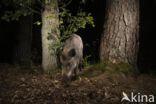 Wild Boar (Sus scrofa)