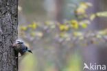 Vlaamse Gaai (Garrulus glandarius)