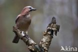 Eurasian Jay (Garrulus glandarius)