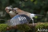 Eurasian Jay (Garrulus glandarius)