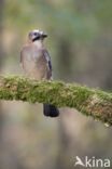 Eurasian Jay (Garrulus glandarius)