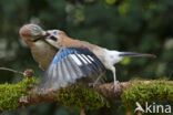 Vlaamse Gaai (Garrulus glandarius)