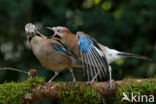 Eurasian Jay (Garrulus glandarius)