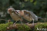 Eurasian Jay (Garrulus glandarius)