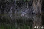 Europese bever (Castor fiber)