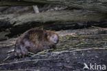 Europese bever (Castor fiber)