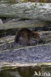 Europese bever (Castor fiber)