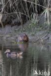 Europese bever (Castor fiber)