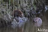 Europese bever (Castor fiber)