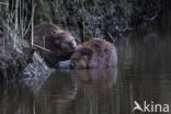 Europese bever (Castor fiber)