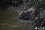 Europese bever (Castor fiber)