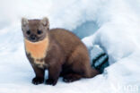 Pine Marten (Martes martes)