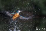 IJsvogel (Alcedo atthis)