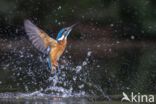 Kingfisher (Alcedo atthis)