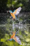 Kingfisher (Alcedo atthis)