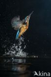 Kingfisher (Alcedo atthis)