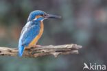 IJsvogel (Alcedo atthis)