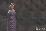 IJsvogel (Alcedo atthis)