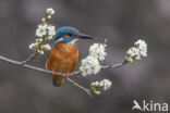 Kingfisher (Alcedo atthis)