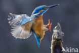 IJsvogel (Alcedo atthis)