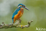 Kingfisher (Alcedo atthis)