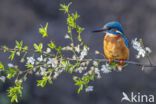 Kingfisher (Alcedo atthis)