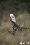 Barn Owl (Tyto alba)