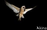 Barn Owl (Tyto alba)