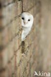 Barn Owl (Tyto alba)