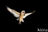 Barn Owl (Tyto alba)