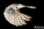 Barn Owl (Tyto alba)