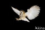 Barn Owl (Tyto alba)