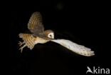 Barn Owl (Tyto alba)