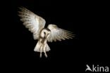 Barn Owl (Tyto alba)