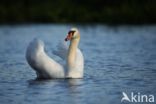 Knobbelzwaan (Cygnus olor)