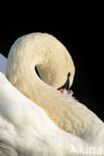 Mute Swan (Cygnus olor)