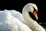 Mute Swan (Cygnus olor)