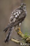 Sparrow Hawk (Accipiter nisus)