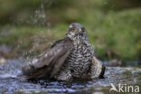 Sparrow Hawk (Accipiter nisus)